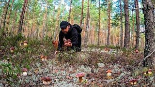 УРА! БОРОВИКИ ПОШЛИ! ВОЛШЕБНАЯ ТИХАЯ ОХОТА В СОСНОВОМ БОРУ | ГРИБНИКИ В ПОЛНОМ ВОСТОРГЕ