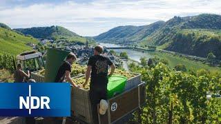 Weinanbau: Alltag einer jungen Winzer-Familie | 7 Tage | NDR Doku