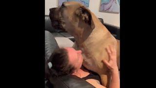 Big Boerboel Loving Mumma’s Singing