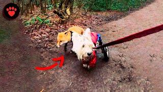 Wheelchair Dog Guides a Blind Fox