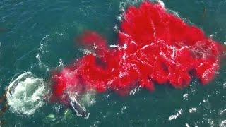 Bloody killer whale predation on female elephant seal