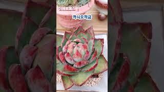 #야전님 #이에르메스다육 #나훈아 #삶