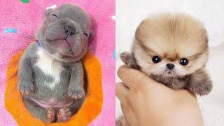 Schattige Baby Dieren Video'S Compilatie Schattig Moment van de Dieren| Schattigste Dieren #5 (2020)