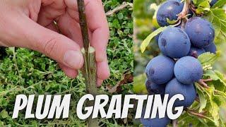 How to graft plum on 1 year rootstock