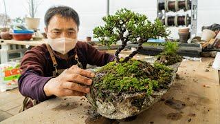 Process of Making a Bonsai Tree on a Rock. Bonsai Master in Korea