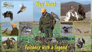 Hari Herak - The best of Falconry with a legend - Falconry with Hawk, Falcon & Eagls