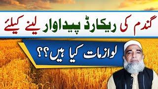 How to achieve Record Production of Wheat || Crop Reformer