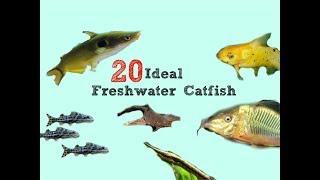 20 Catfish That WON'T Bust Your Tank