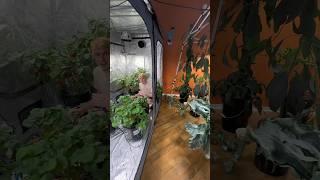 How much electricity does indoor hydroponics use? (Not much) :D #hydroponic #indoorgarden