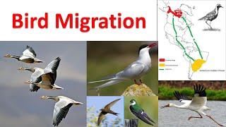 Bird Migration | Migration of birds | Aves migration