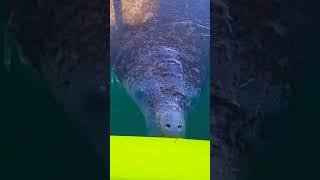 Young Manatee giving a Short Snort - Crystal River, FL