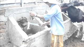 Chopping cactus (Opuntia) with a knife for cattle feeding