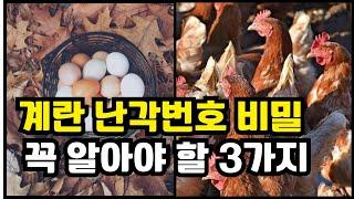 계란껍질 숫자의 비밀, 계란 구매전 3가지 꼭 체크하세요!