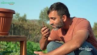 Garden with Experts - 'The Organic Gardening Expert' - Video + Mentorship for Middle East Gardeners