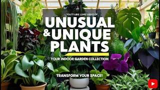 Unusual and Unique Plants for Your Indoor Garden Collection | Rare Houseplants You’ll Love 