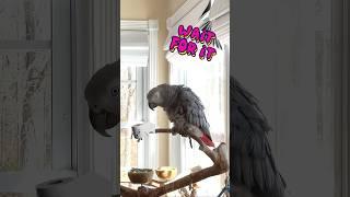 Symon says: Sometimes I like to announce my#symontheafricangreyparrot #talkingparrot #africangrey