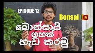 How to shape a bonsai tree? EPISODE 12 බොන්සායි ගසක් හැඩගස්වන ආකාරය