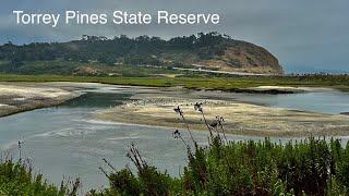 Torrey Pines State Reserve (#287)