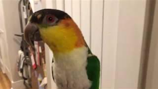 Whistling Caique