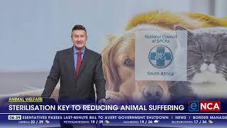 Animal welfare | Sterilisation key to reducing animal suffering