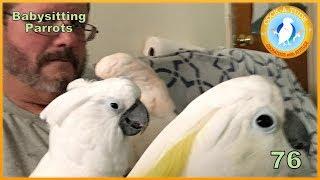 Bird Sitting and Temporary Care | Ep.76: Babysitting Parrots | Cockatude: Cockatoos with Attitude