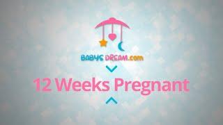 12 Weeks Pregnant | pregnancy signs and symptoms