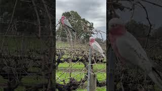 Australian parrots | pink and Grey Galahs | @scenicperth #perthwa #nature #australianparrort #birds