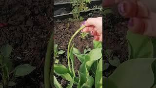 Отцвели тюльпаны, что надо обязательно сделать.