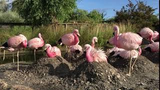 Andean flamingo colony