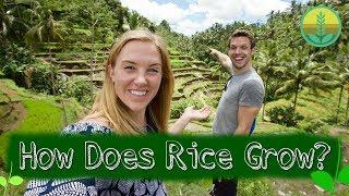 How Does Rice Grow? | Maddie Moate