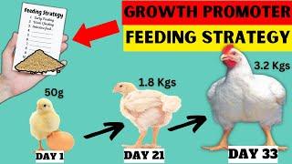 SECRET CHICK FEEDING STRATEGY FOR 35 TIMES MORE WEIGHT GAIN OF DAY-OLD-CHICKS BY DAY 21 | ZERO DEATH