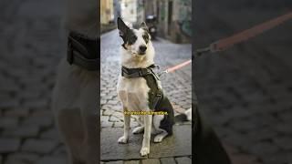 Red ️ #caniditorino #pastoreaustraliano #adozione #bordercollie