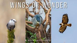 Wings of Wonder:  Unique & Vibrant Birds | Part 2