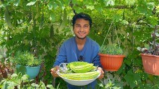 New York City Summer Garden 2024 : Cucumber and Bitter Melon Harvest - Part 2