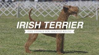 IRISH TERRIER: FIVE THINGS YOU SHOULD KNOW