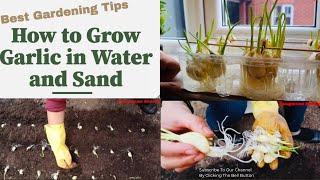 How to GROW GARLIC in Water and Sand| Vegetable Garden Tricks | Kitchen Garden in England