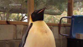 Emperor penguin released at sea 20 days after waddling onto Australian beach