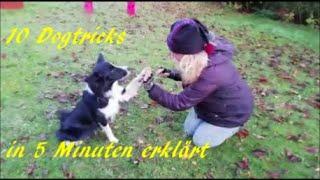 Tricktraining: 10 Dog Tricks in fünf Minuten erklärt | Border Collie Gael Hund