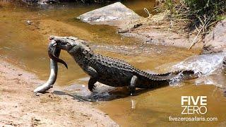 Crocodile Snaps Fresh Water Eel!