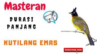 Masteran Kutilang Emas Gacor Full Isian Jernih Durasi Panjang mp3