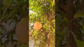 Pomgranate tree #home garden #health benefits of pomegranate #anar  #trendingshorts
