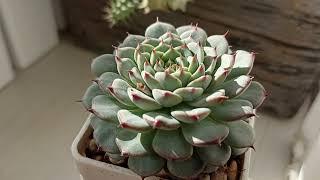 Echeveria Blue Minima