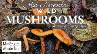 Wild Mushrooms Mid November- Featuring Candy Caps!