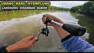 MANCING KAKAP BESAR