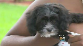 Puppy Reunited With Coral Springs Owner After Being Stolen