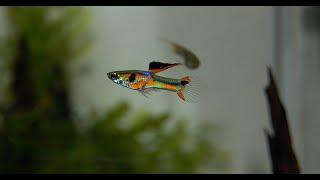 Different types of Livebearer Aquarium fish