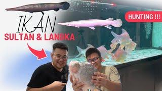 BELI PAKSA IKAN RARE DAN UNIK MILIK SULTAN IKAN PREDATOR