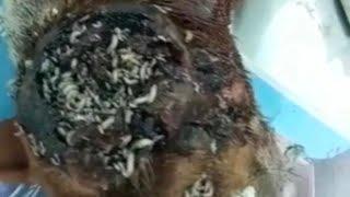 more rescued | maggot wound dogs rescued | accident dogs | ‎@kranthidasvlogs