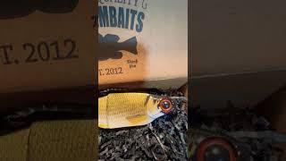 KGB Swimbaits  Golden Shiner #bassfishing #fishing #sportfishing