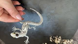 Handmade reptile jewelry | Handbroochh